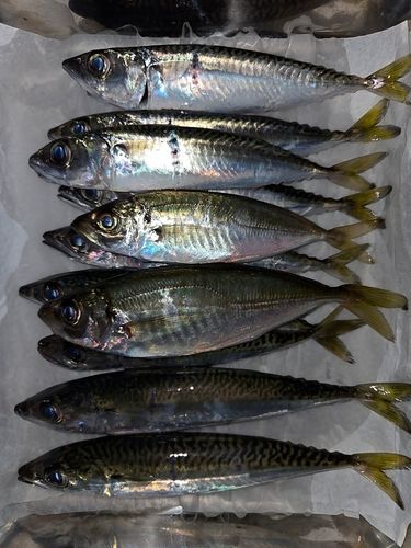 三陸海岸（岩手）