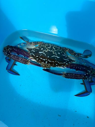タイワンガザミの釣果
