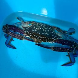 タイワンガザミ