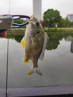 キビレの釣果