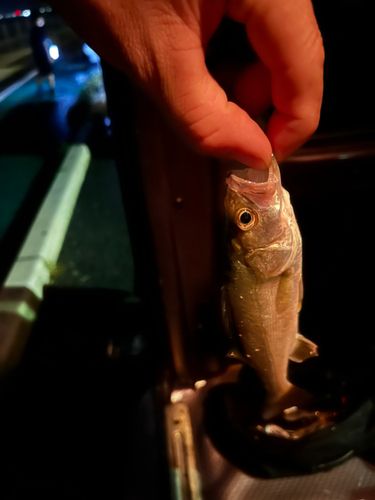 セイゴ（マルスズキ）の釣果