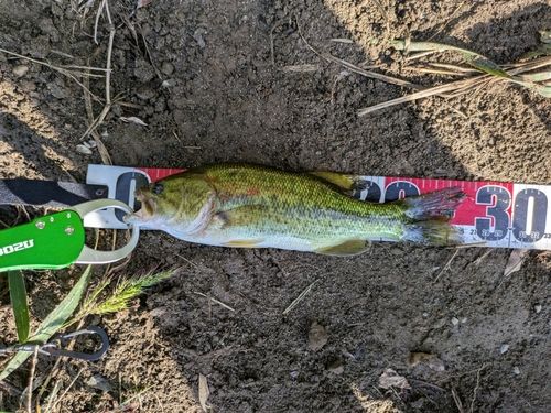 ラージマウスバスの釣果