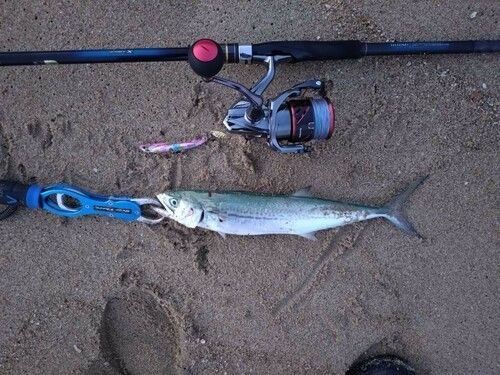 サゴシの釣果