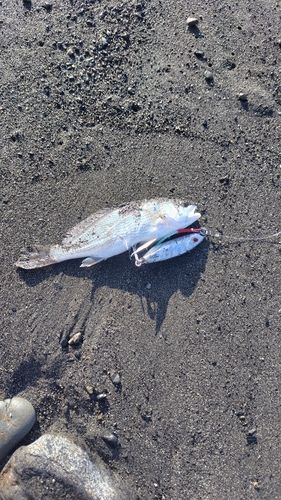 ニベの釣果