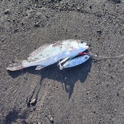 ニベ
