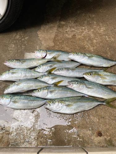 ワカシの釣果
