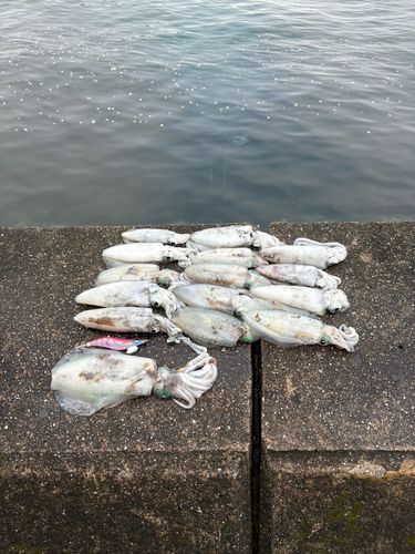 アオリイカの釣果