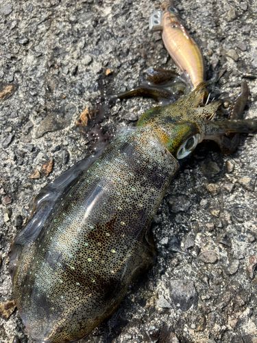 アオリイカの釣果