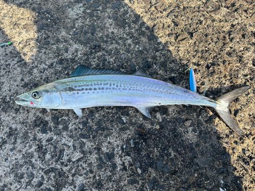 サゴシの釣果
