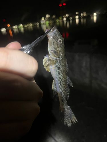 マハゼの釣果