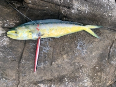 シイラの釣果