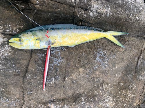 シイラの釣果