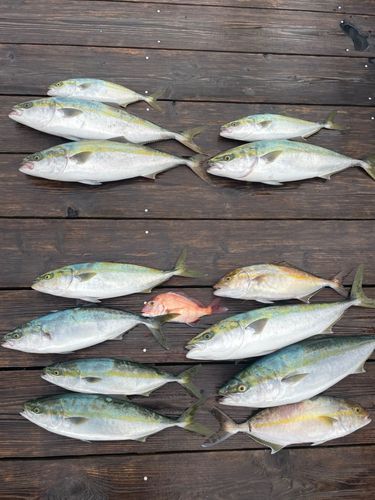 ハマチの釣果
