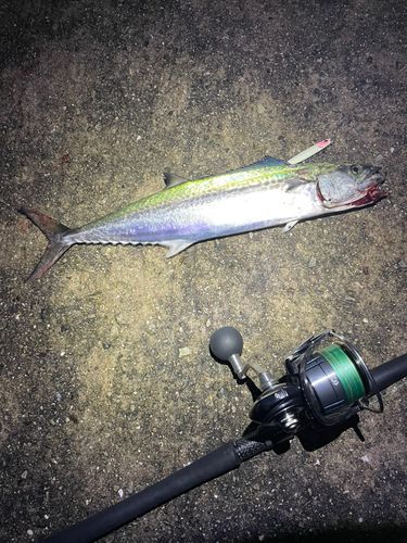 サゴシの釣果