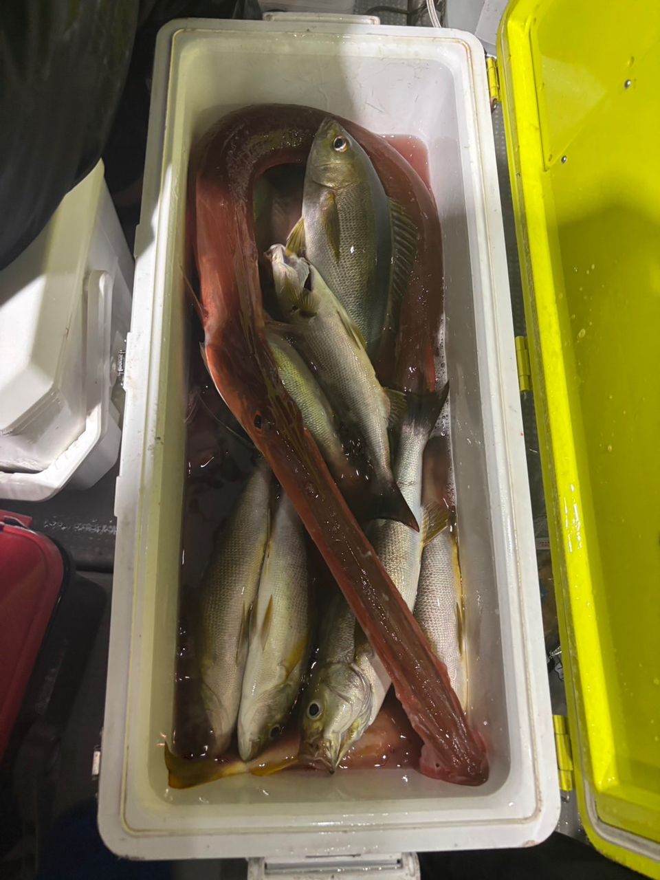 田畑良朗@なつき丸さんの釣果 2枚目の画像