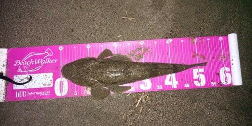 マゴチの釣果