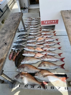 タイの釣果
