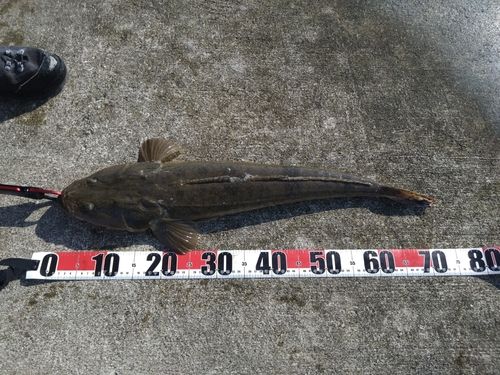 マゴチの釣果