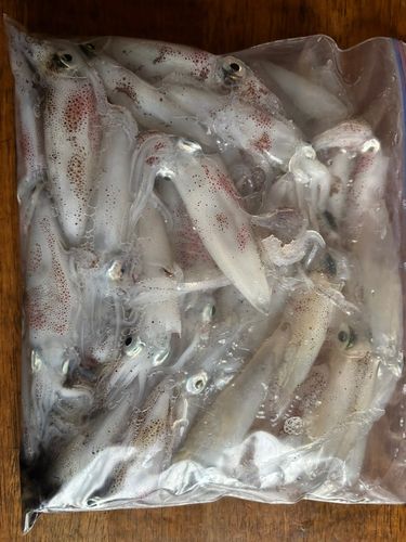 マメイカの釣果