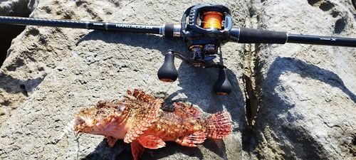 オニカサゴの釣果