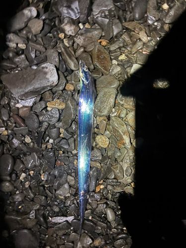 タチウオの釣果