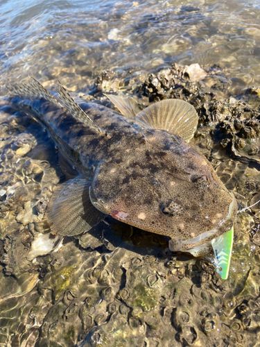 マゴチの釣果
