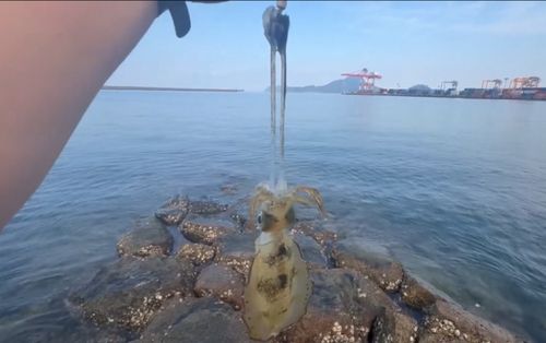 アオリイカの釣果