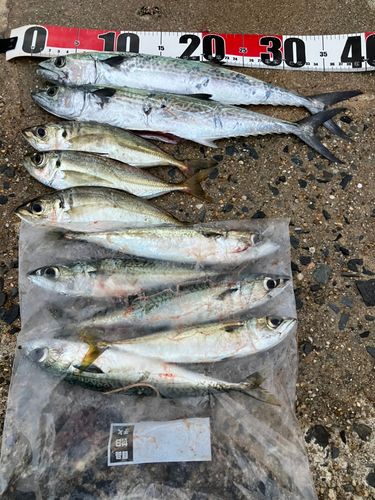 サゴシの釣果