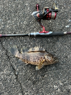 チャイロマルハタの釣果