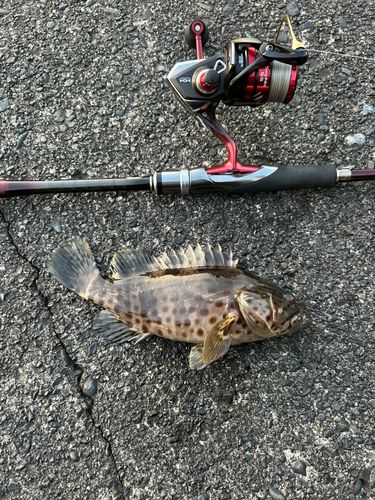 チャイロマルハタの釣果