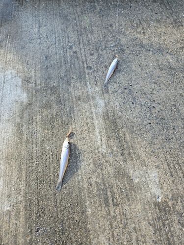 キスの釣果
