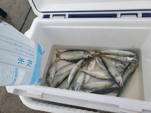 サバの釣果