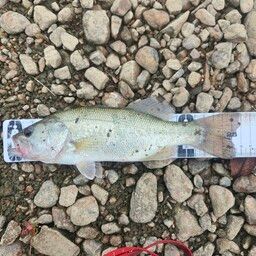 ラージマウスバス