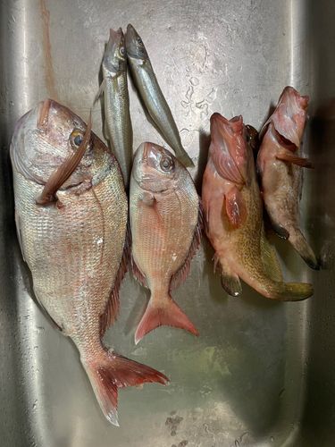 タイの釣果