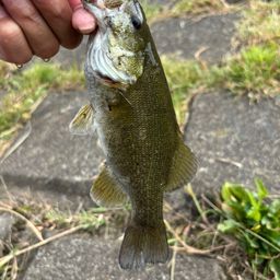 スモールマウスバス