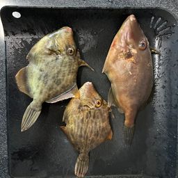 ウマヅラハギ