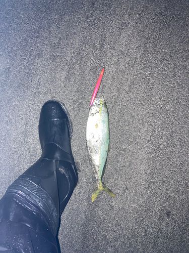 ワカシの釣果