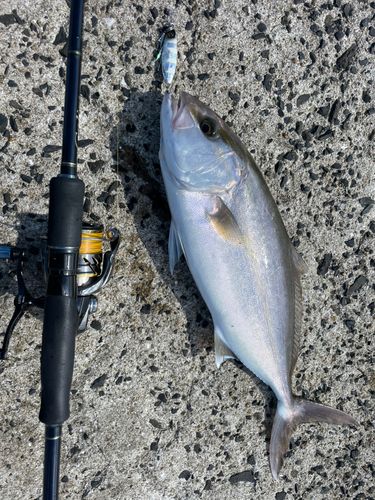 ネリゴの釣果