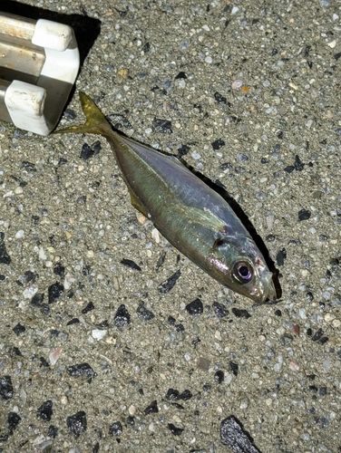 マアジの釣果