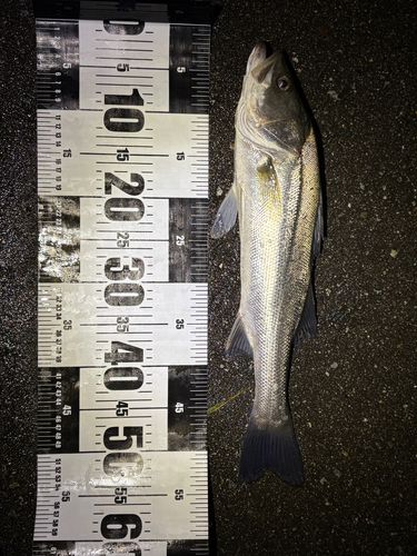 スズキの釣果