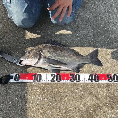 チヌの釣果