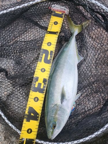 イナダの釣果
