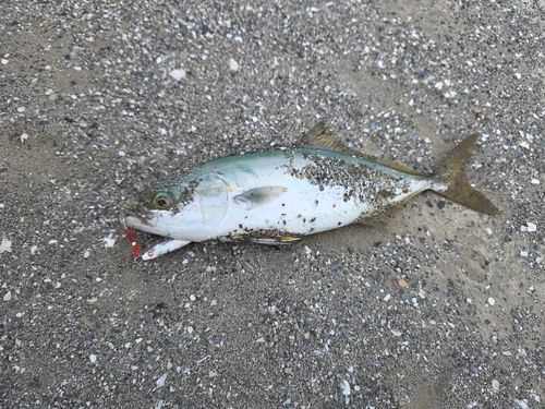 ワカシの釣果