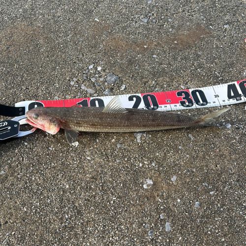マエソの釣果