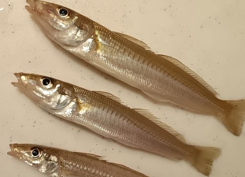 飯岡港