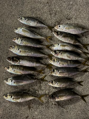 アジの釣果