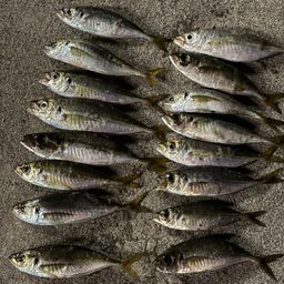 アジ