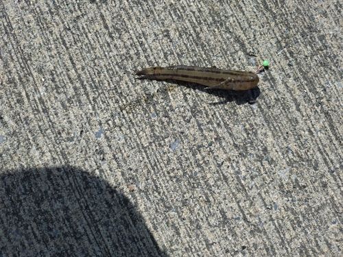 シマハゼの釣果