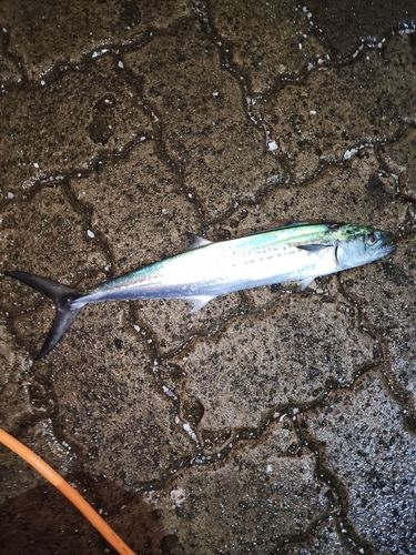 サゴシの釣果