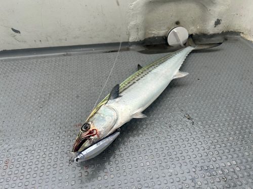 サゴシの釣果